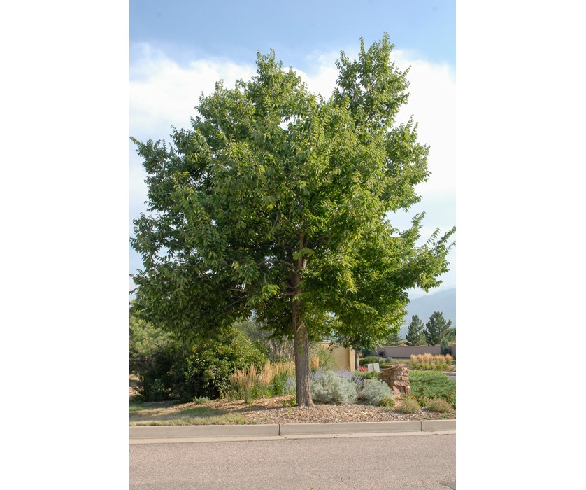 Hackberry